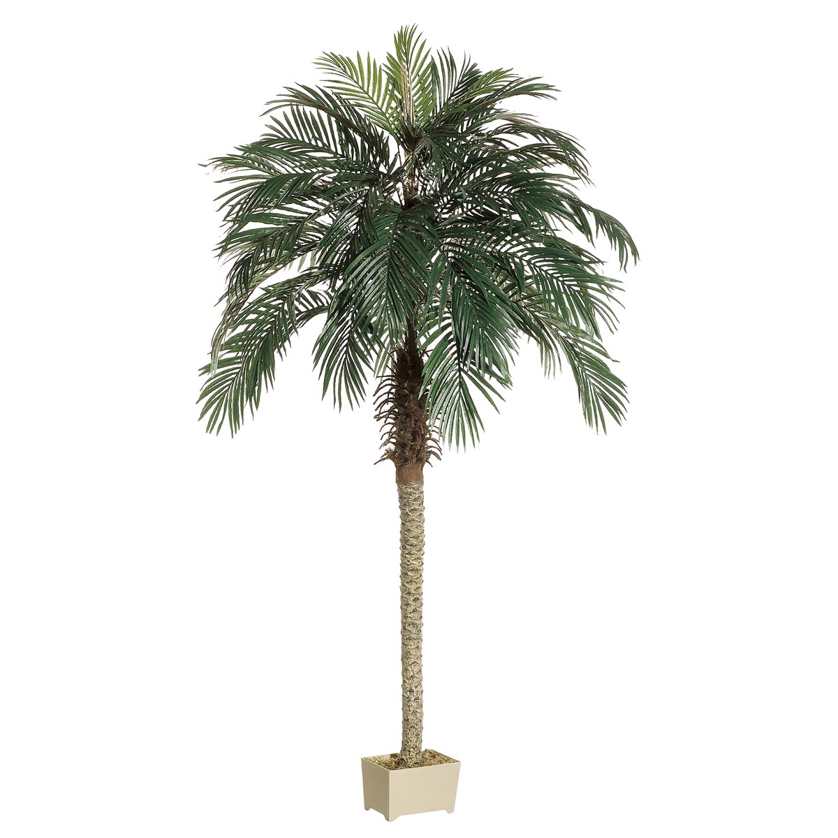 6.5 Foot Phoenix Palm Tree: Potted
