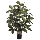39 inch Rubber Leaf Plant: Potted (Set of 2)