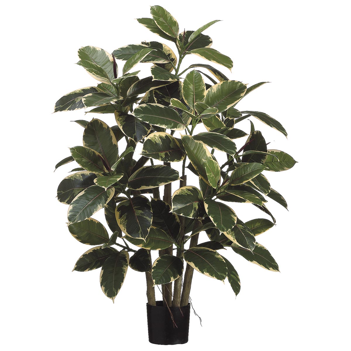 39 inch Rubber Leaf Plant: Potted (Set of 2)
