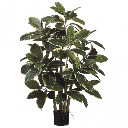 39 inch Rubber Leaf Plant: Potted (Set of 2)