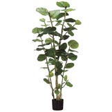 5 foot Eva Sea Grape Plant: Potted