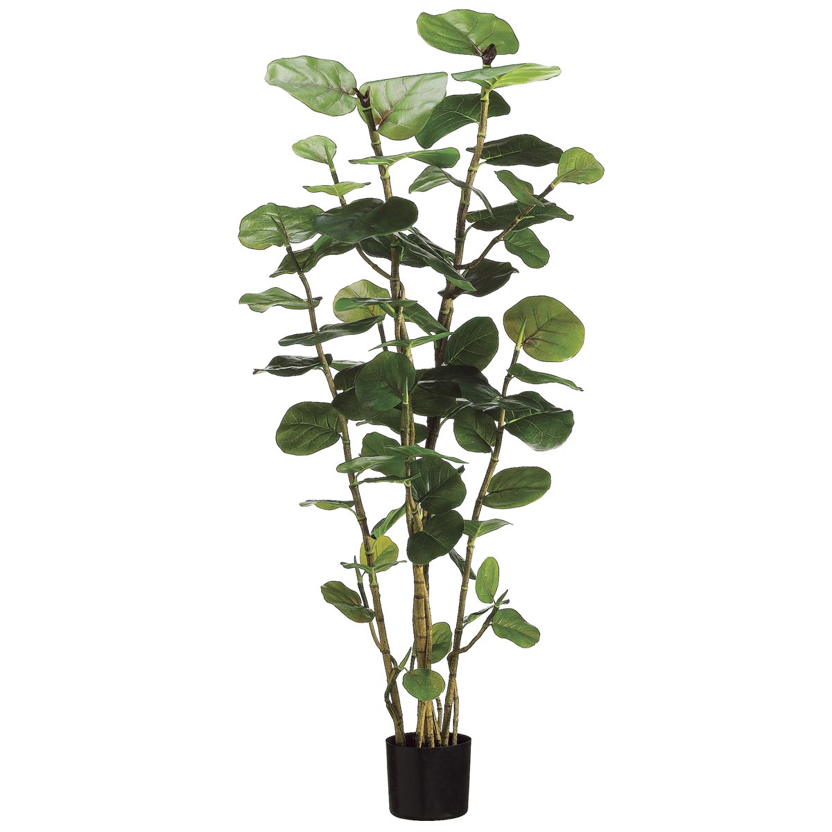 5 foot Eva Sea Grape Plant: Potted
