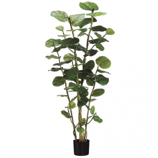 5 foot Eva Sea Grape Plant: Potted