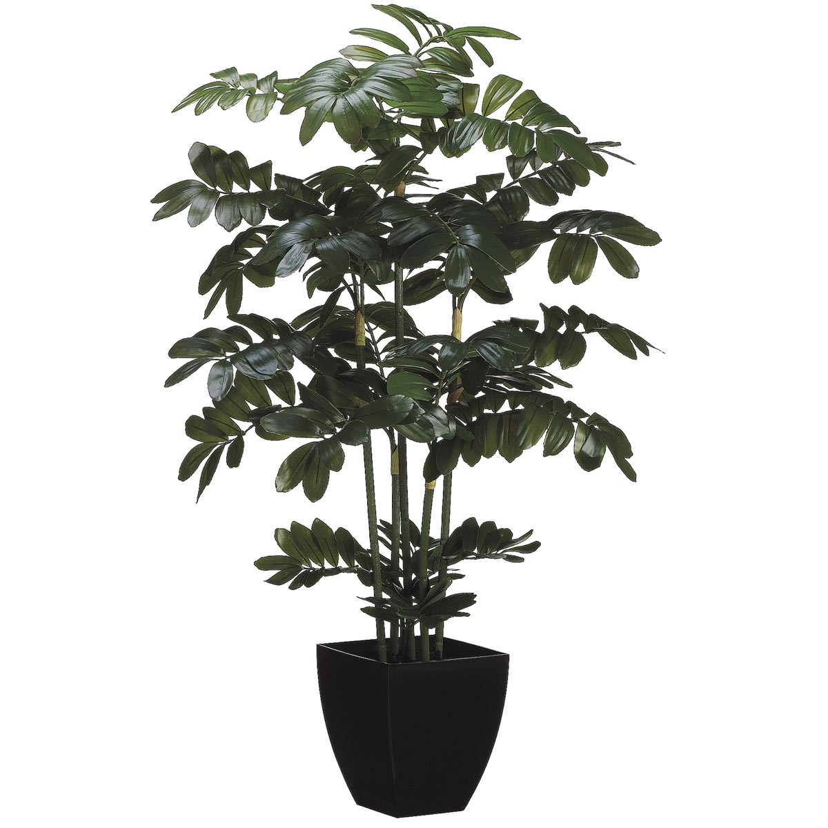 48 Inch Zamia Plant: Potted (set Of 2) - Closeout Final Sale
