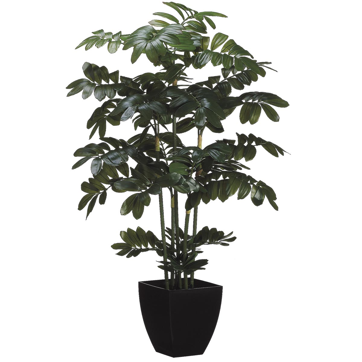 48 Inch Zamia Plant: Potted (set Of 2)