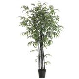5 foot Black Bamboo Tree: Potted