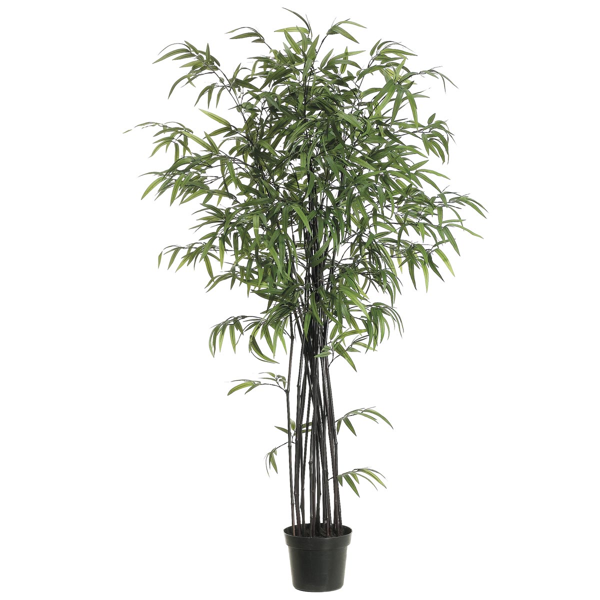 5 Foot Black Bamboo Tree: Potted