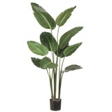 5 foot Bird of Paradise Plant: Potted