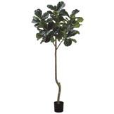 7 foot Fiddle Leaf Plant: Potted