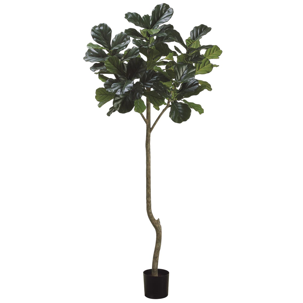 7 foot fiddle leaf fig tree real