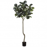 7 foot Fiddle Leaf Plant: Potted