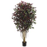 5 foot Red Ficus Retusa Full Tree with Air Roots: Potted