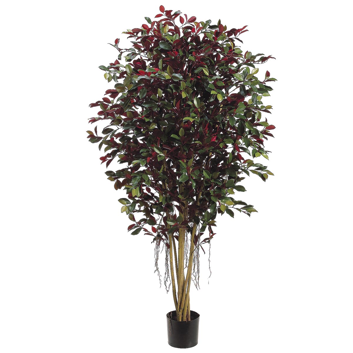 5 Foot Red Ficus Retusa Full Tree With Air Roots: Potted