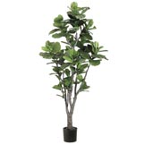 5.5 foot Fiddle Leaf Fig Tree: Potted