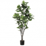 5.5 foot Fiddle Leaf Fig Tree: Potted