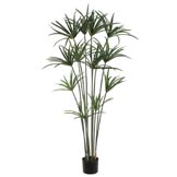 5 foot Papyrus Plant: Potted