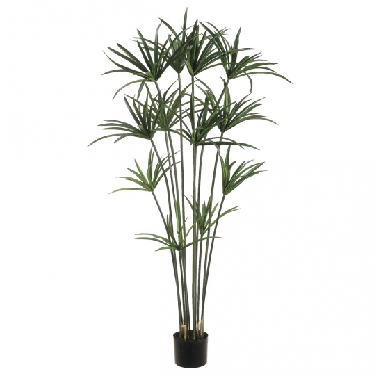5 foot Papyrus Plant: Potted