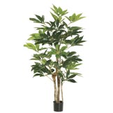 4 foot Schefflera Tree: Potted (Set of 2)