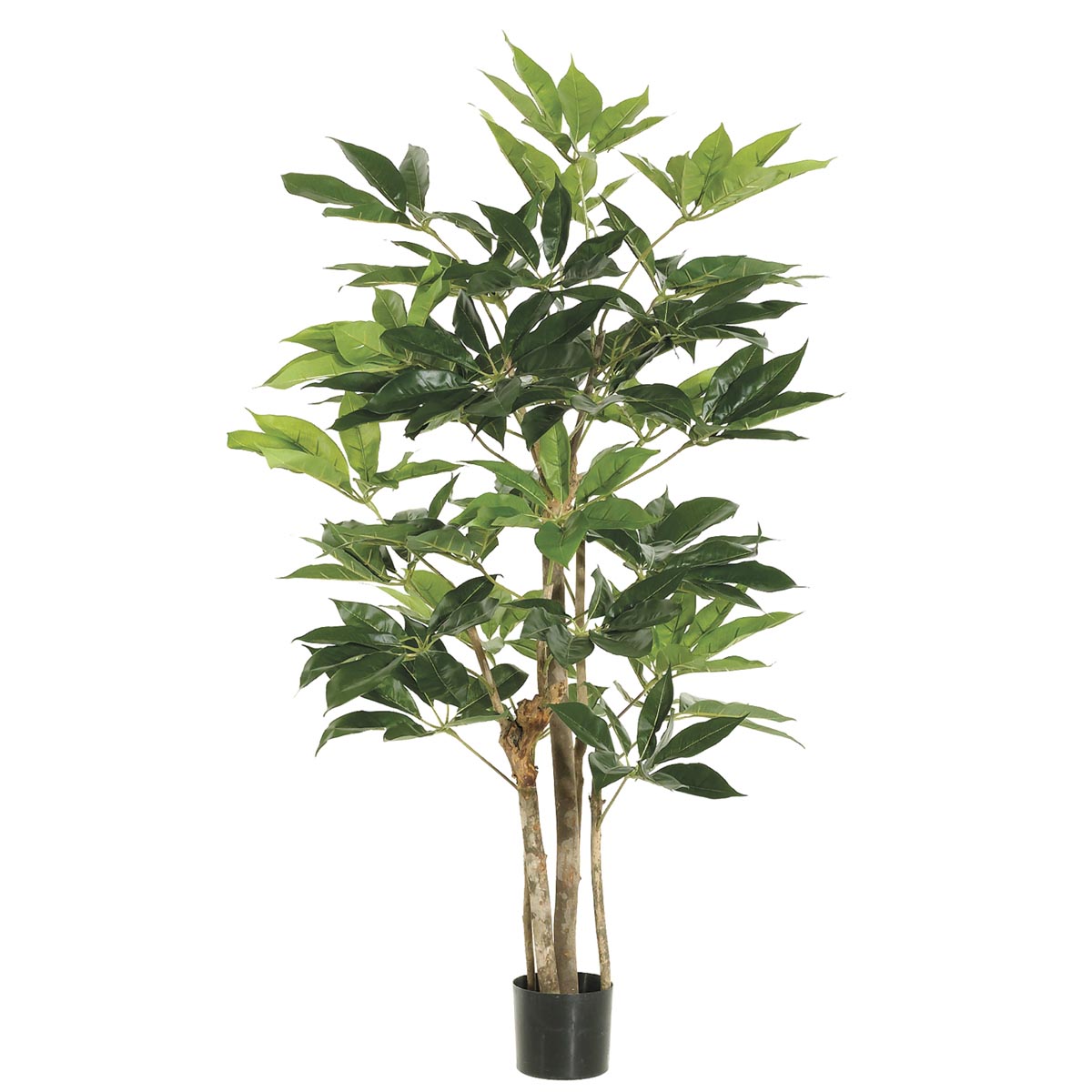 4 foot Schefflera Tree: Potted (Set of 2)