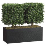 24 inch Boxwood Topiary in Rectangular Bamboo Container