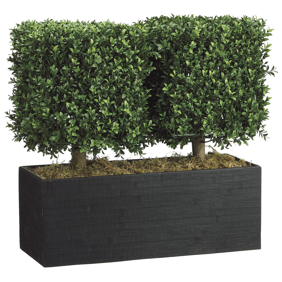 24 Inch Boxwood Topiary In Rectangular Bamboo Container