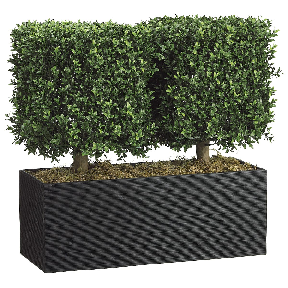 24 inch Boxwood Topiary in Rectangular Bamboo Container