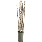 8 foot Artificial Birch Poles in Fiber Cement Container