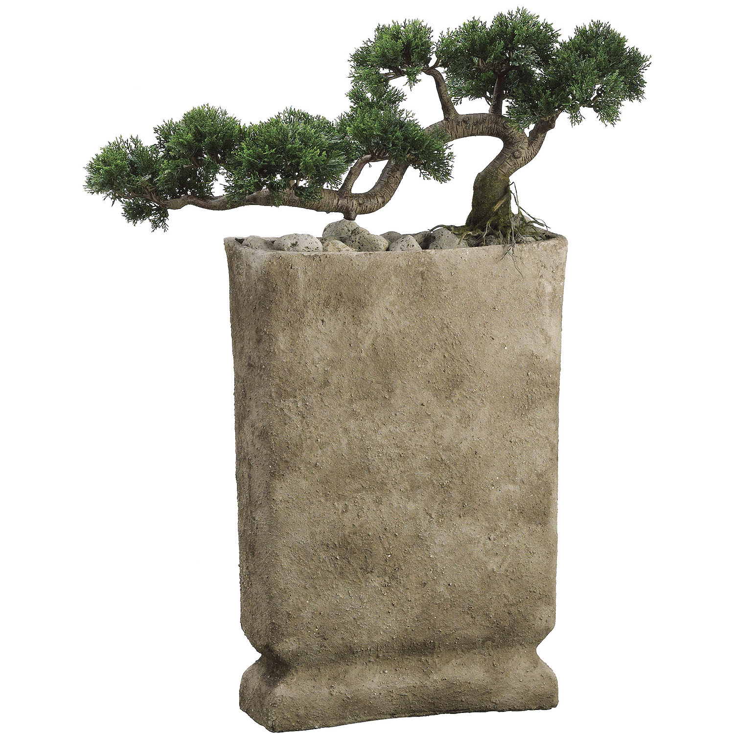 35 Inch Trailing Cedar Bonsai In Cement Pot