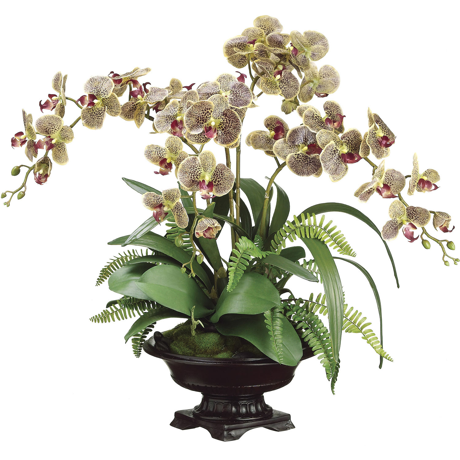 27 Inch Phalaenopsis Orchid, Boston Fern, And Moss In Bowl