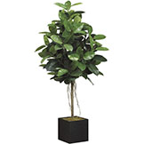 6.5 foot Artificial Rubber Tree in Bamboo Container