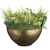 20 in Durian, Allium, Echeveria & Sedum Succulents in Metal Container