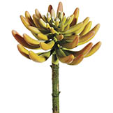 10 inch Lime and Yellow Spike Aeonium Succulent