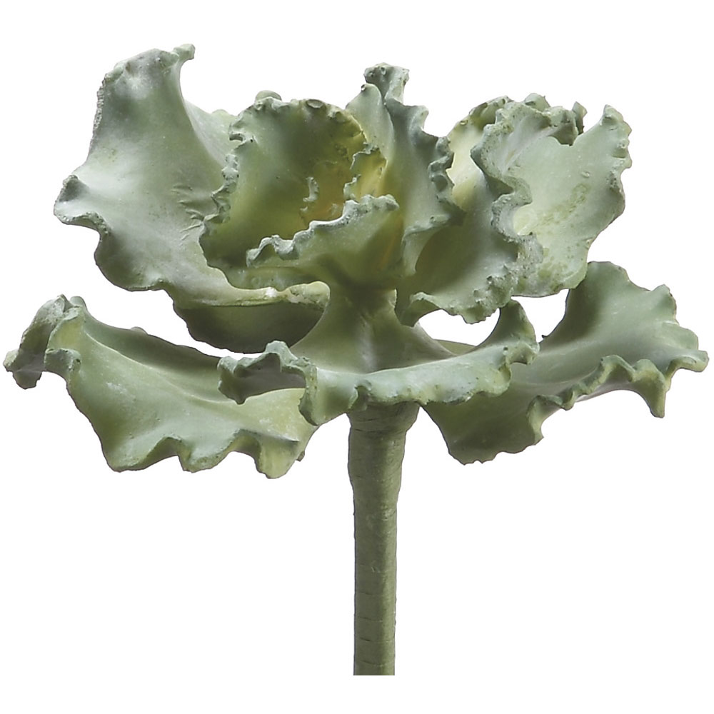 9 inch Curly Echeveria Succulent