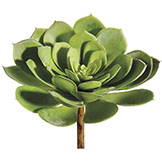 7 inch Echeveria Plant
