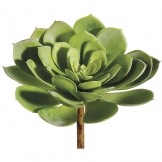 7 inch Echeveria Plant