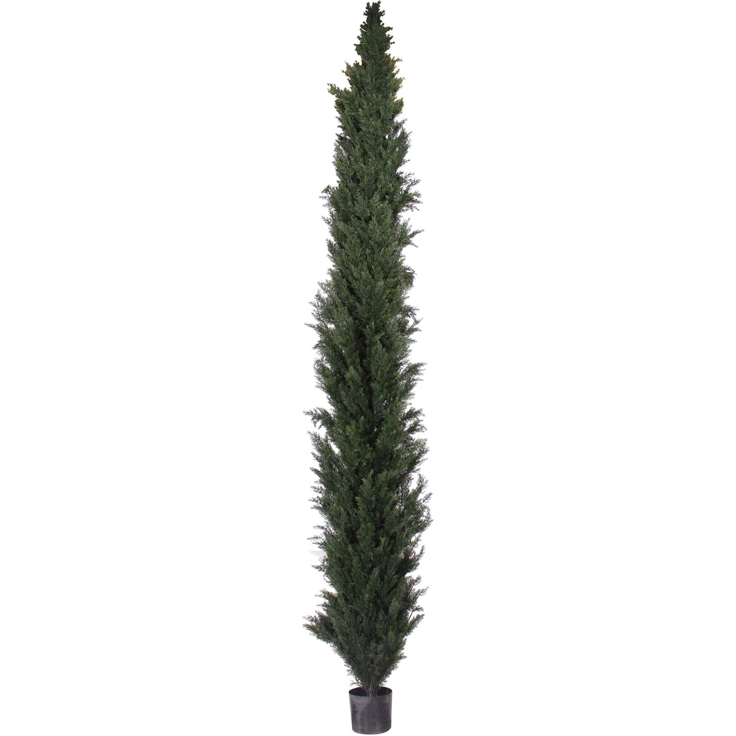 10 Foot Slim Uv Protected Cedar Pine Tree: Potted