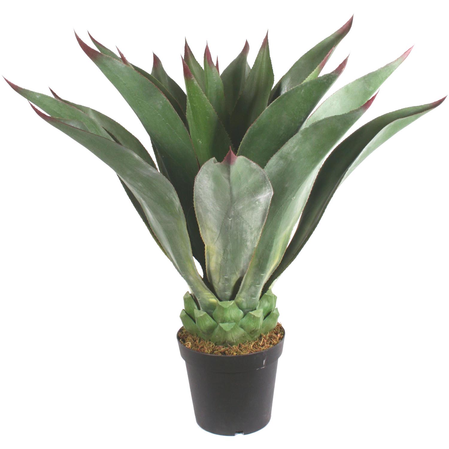 39 inch Limited UV Outdoor Potted Giant Aeonium Plant (Set of 2)