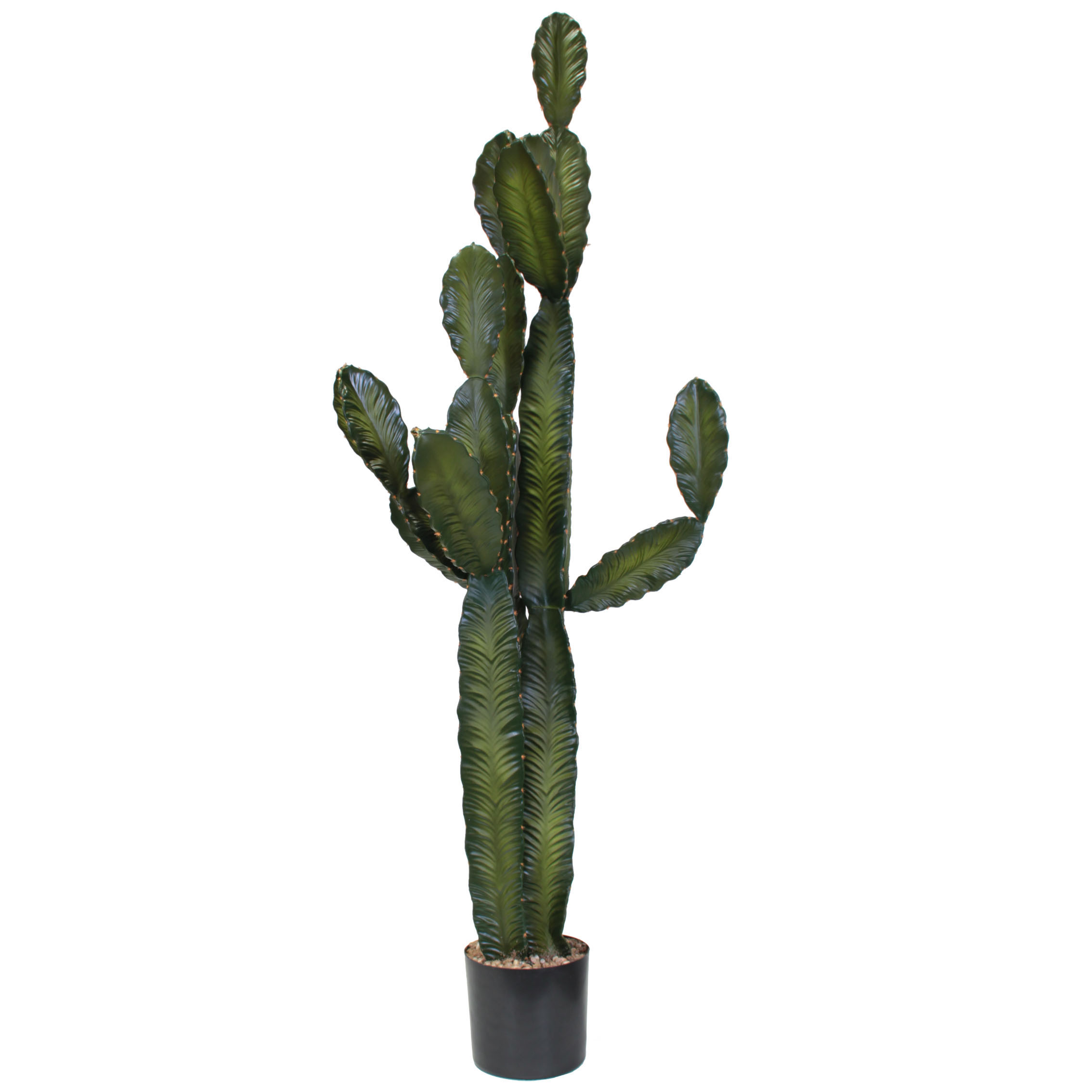 5.5 Foot Column Cactus: Potted (set Of 2)