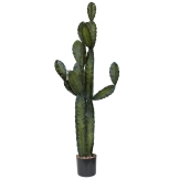 5.5 foot Column Cactus: Potted (Set of 2)