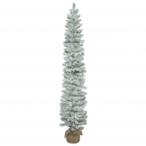 Frosted Pole Pine Tree