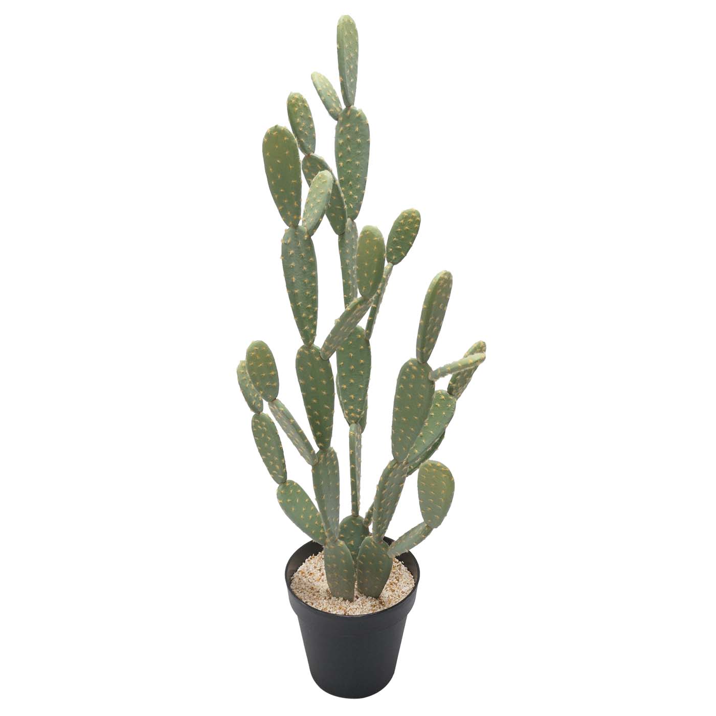 44 Inch Prickly Pear Cactus: Potted