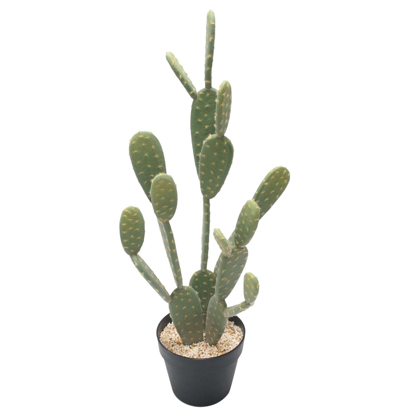 28 inch Prickly Pear Cactus: Potted