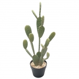 28 inch Prickly Pear Cactus: Potted