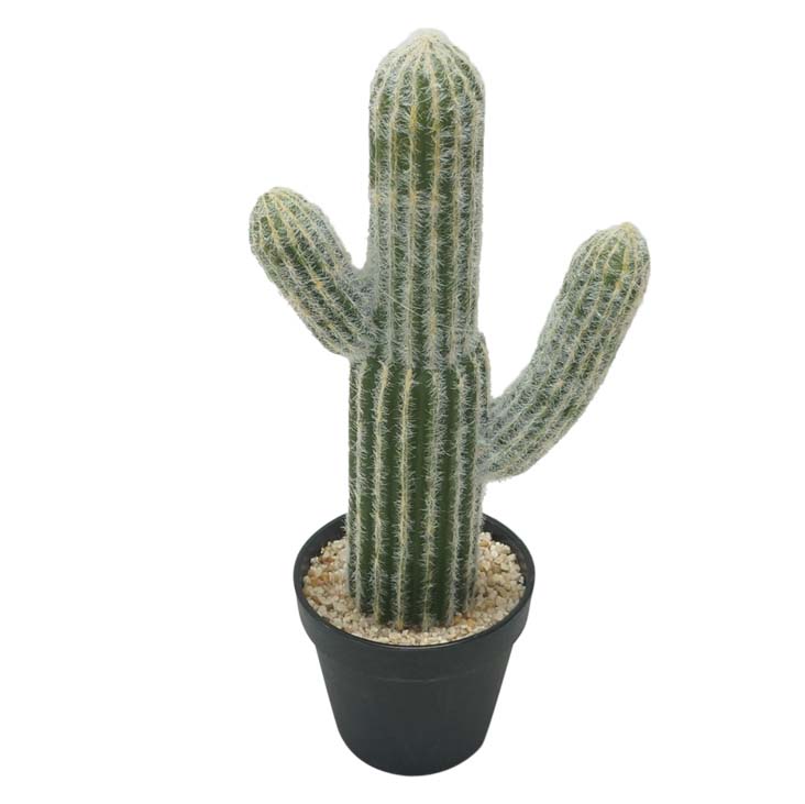 16 inch Cereus Cactus: Potted | 510516