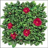 12 x 12 inch Artificial Outdoor Azalea Mat: Beauty or Pink