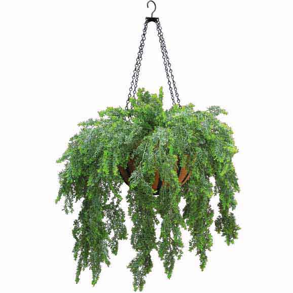 Outdoor Artificial Asparagus Fern in Decorative Hanging Basket with Chain