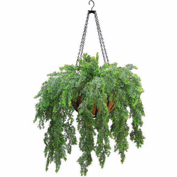 Outdoor Artificial Asparagus Fern In Decorative Hanging Basket With Chain