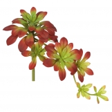 7 inch Atropurpureum Stem (Set of 3)