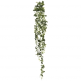 65 inch Fittonia Hanging Vine
