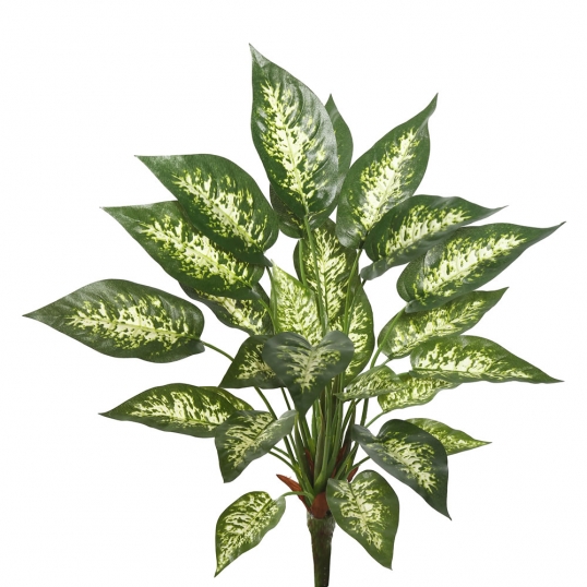 22 inch Dieffenbachia Exotica Bush